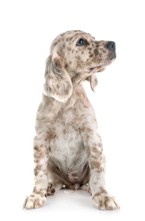 How to Test for Parvo | My Breeder Supply