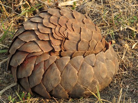 Pangolin Ball