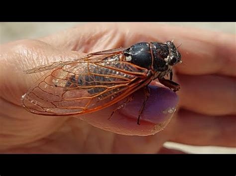 Певчие Цикады на берегу реки Дон в Ростовской области. - YouTube