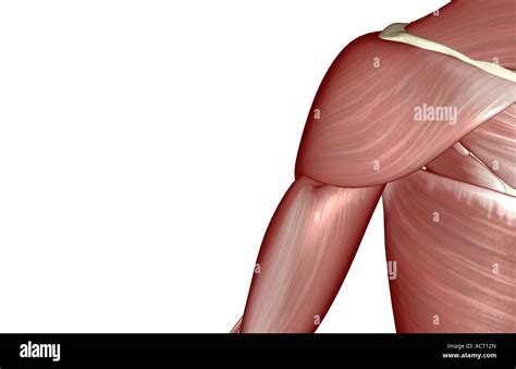 The muscles of the shoulder Stock Photo - Alamy