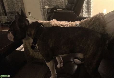 Frenchton brindle - Stud Dog in Midwest, United States | Breed Your Dog