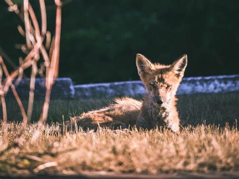 General 1 — NH Trappers Association