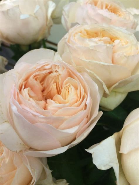 Juliette Garden Rose Flower Names, Rose Garden, Rachel, Wedding Flowers, Plants, Color, Flowers ...