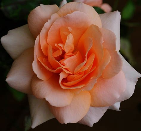 Shy by YulieArt on DeviantArt