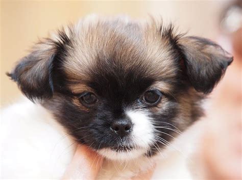 Chihuahua X Shih Tzu Puppies For Sale - Pets Lovers