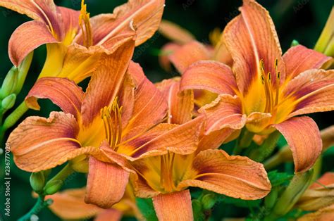 Lilien Stock-Foto | Adobe Stock