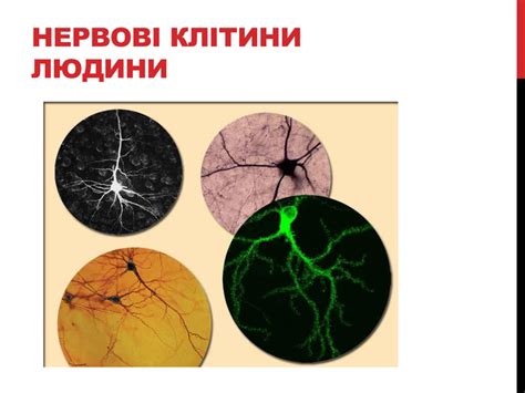 Презентація на тему: "Різноманітність клітин організму людини".