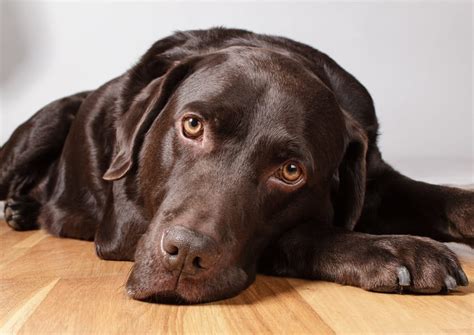 Are Chocolate Labs Easy to Train? Unveiling Training Insight