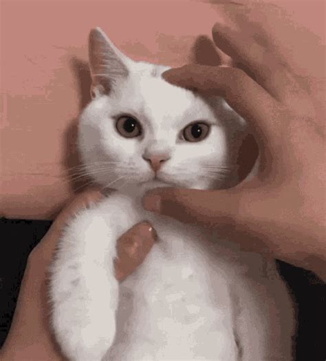 Cat GIF - CAT - Discover & Share GIFs