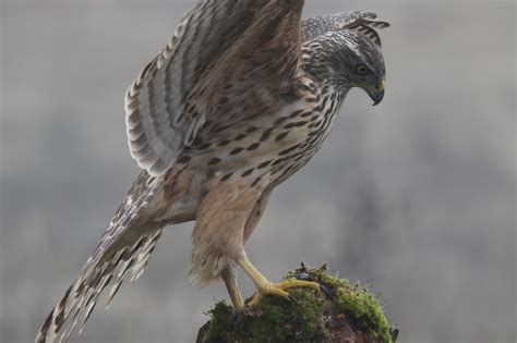 NATURAMETEO, majulada: Azor
