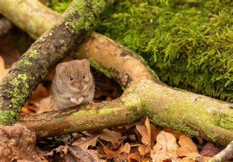 Water vole — Mammal Society