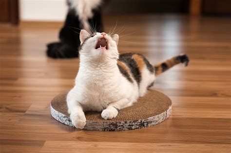 4 Common Causes of Flatulence in Cats (Cat Farts) - Cats.com