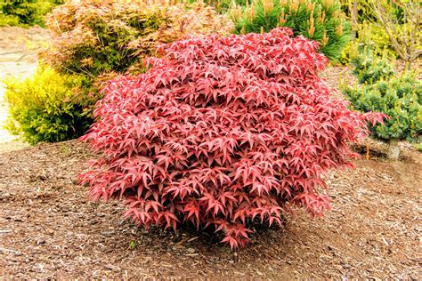 Dwarf Red Japanese Maple Tree