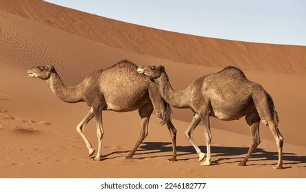 566 Adaptations Camels Images, Stock Photos, 3D objects, & Vectors ...