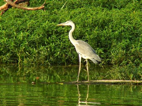 Birds around us: May 2013