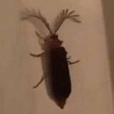 Eyelash Bug | Floptok Wiki | Fandom
