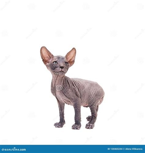 Sphynx Kitten Isolated on White. Stock Photo - Image of nature, nude
