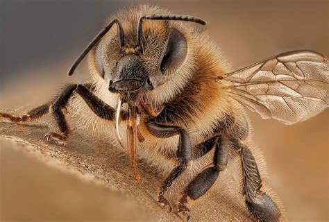 bee attack       good morning