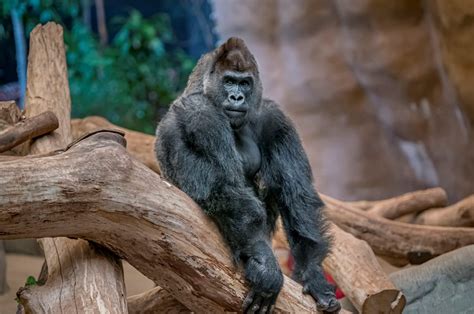 Western Lowland Gorilla - Milwaukee County Zoo