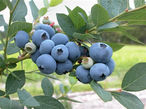 Growing Blueberries | Easiest & Best Blueberry Varieties | The Old ...