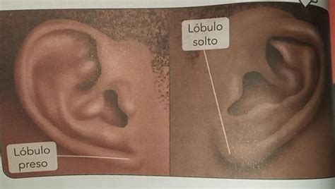 Lóbulo Da Orelha Recessivo Ou Dominante - TO pavilhão auricular é mais conhecido, no dia a dia, como orelha. Os ...