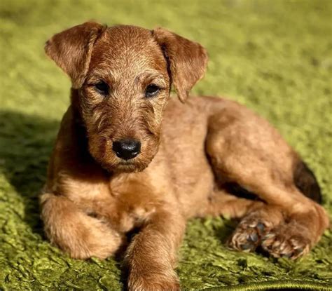 15 Photos Of Irish Terrier Puppies With Pure Beauty - ilovedogscute.com