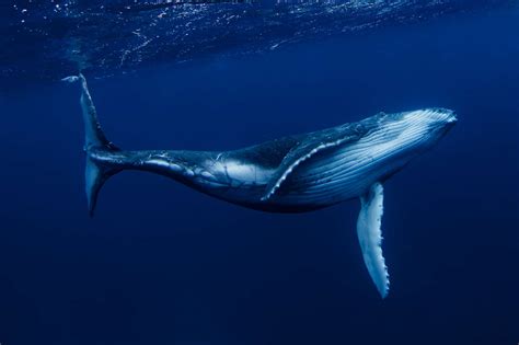 learn    baleen whale species