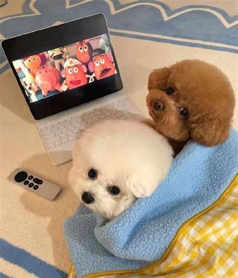 Two Cute Dogs Relaxing