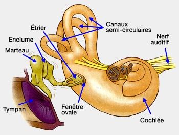 Neurophysiologie de l'audition : oreille moyenne