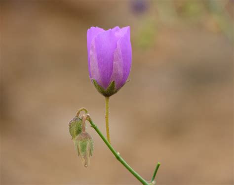 Cristaria cyanea Phil. | The Endemic Plants of Chile