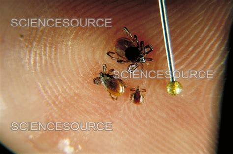 photograph deer ticks science source images