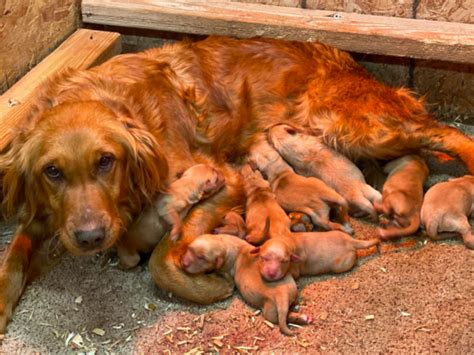 Top 21 Reputable Field Golden Retriever Breeders in The USA