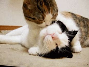 baby cats cute cat gif | WiffleGif