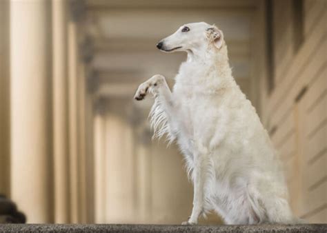 Borzoi Dog Breed Profile – Top Dog Tips