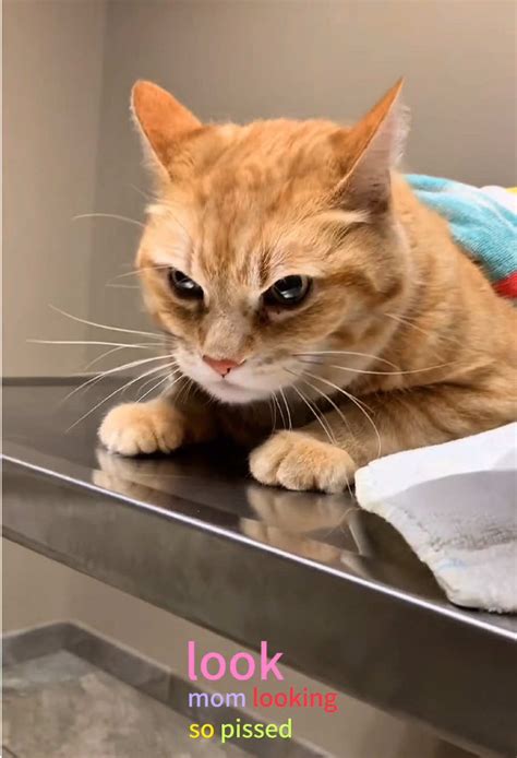 cats hilarious vet visit  stressful experience tiktok