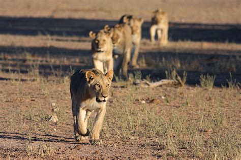The Top 5 Places to See Lions in Africa