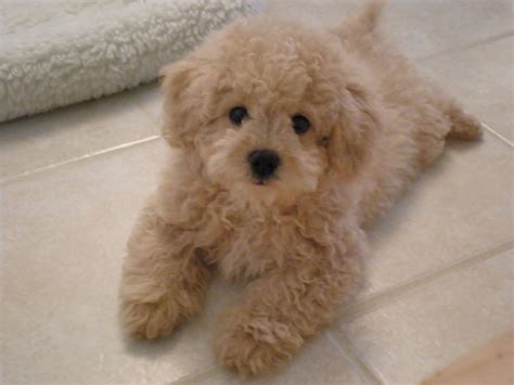 red toy poodle bichon frise mix - France Murry