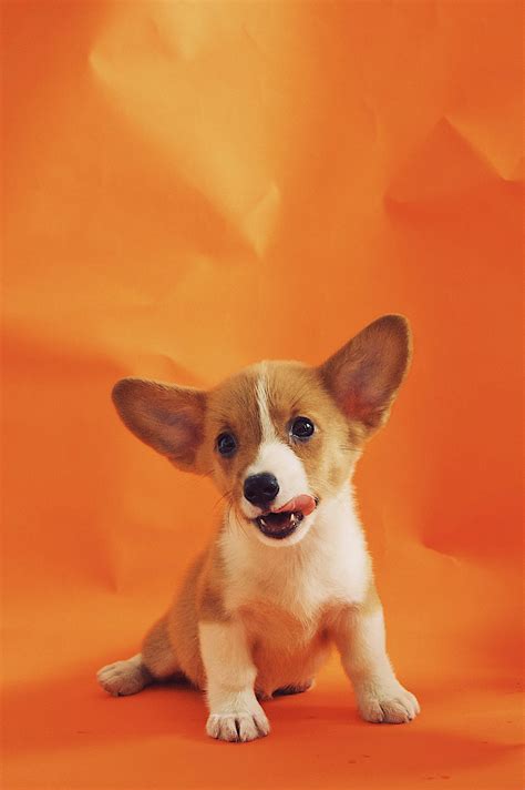 How to Help Your Fat Chihuahua Achieve a Healthy Weight