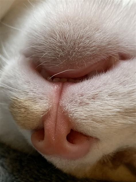 Upside down, tiny front kitten teeth. He’s blissfully asleep on the