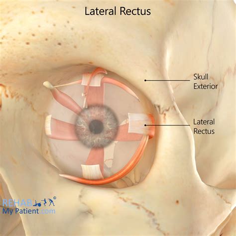 Lateral Rectus | Rehab My Patient