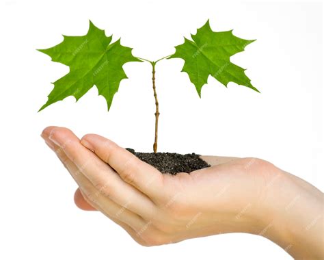 Planta Mão De Deus 5