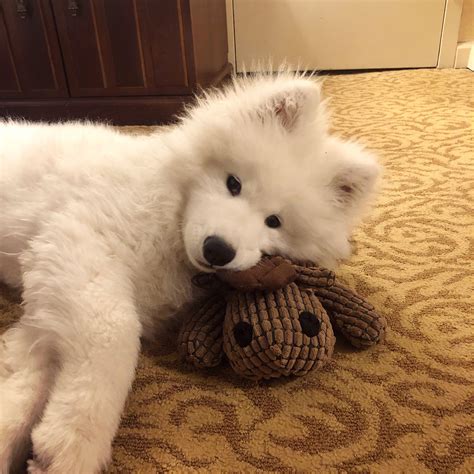 Cute Puppies, Dogs And Puppies, Baby Animals Pictures, Cute Animal ... 