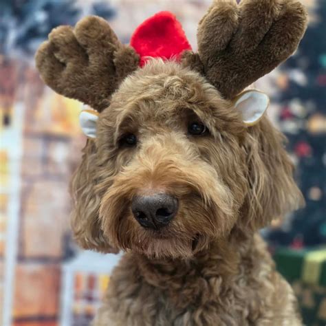 PunkiDoodle Creations