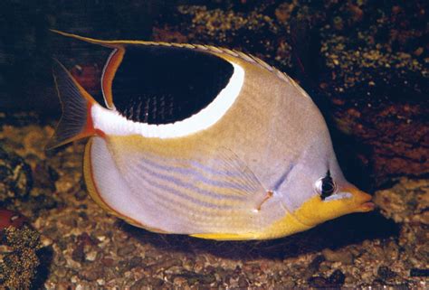 Chaetodon | genus of fish | Britannica