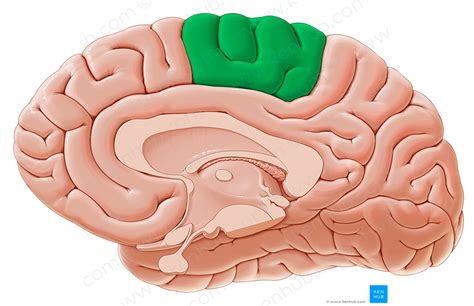 Paracentral lobule (#4759) – Kenhub Image License Store