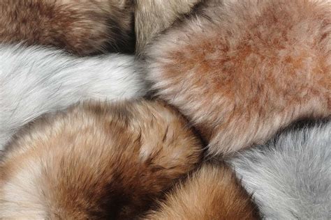 Fur-free collection – the new trend in the fashion industry ...