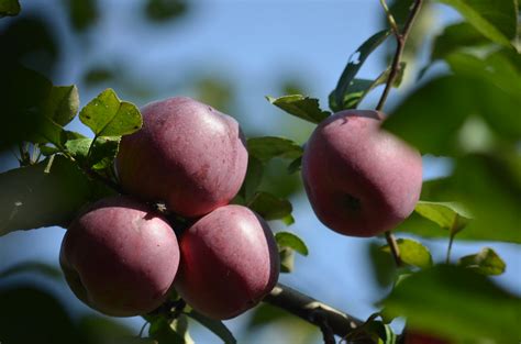 И спелые яблоки прямо с веток....And ripe apples straight … | Flickr