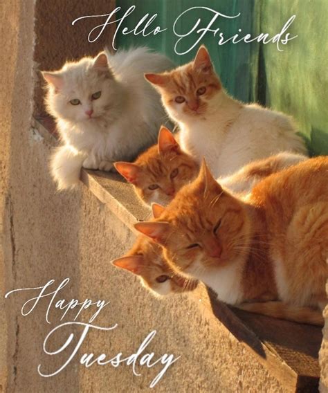 10 Very Beautiful Happy Tuesday Quotes & Sayings For A Blessed Day