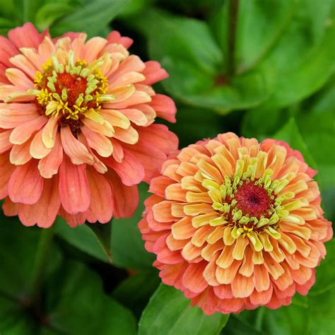 Queeny Lime Orange Zinnia (Zinnia elegans) - Annie's Heirloom Seeds