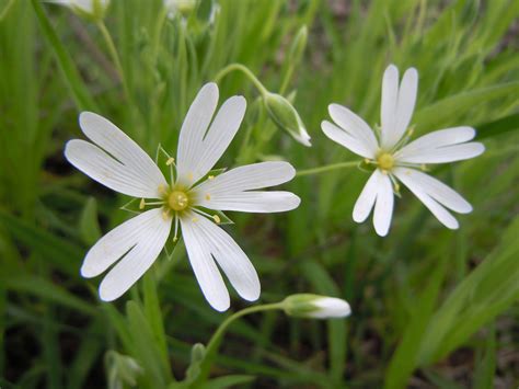 File:Romanian Flora - White flower 02.JPG - Wikimedia Commons